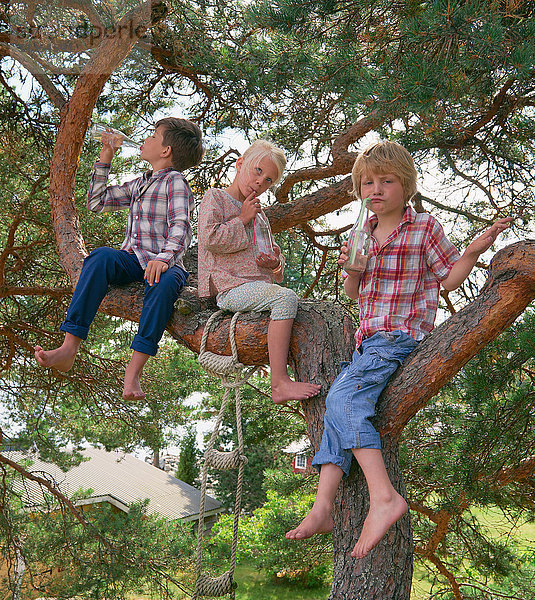 Gruppe junger Freunde sitzt im Baum und trinkt Flaschengetränke