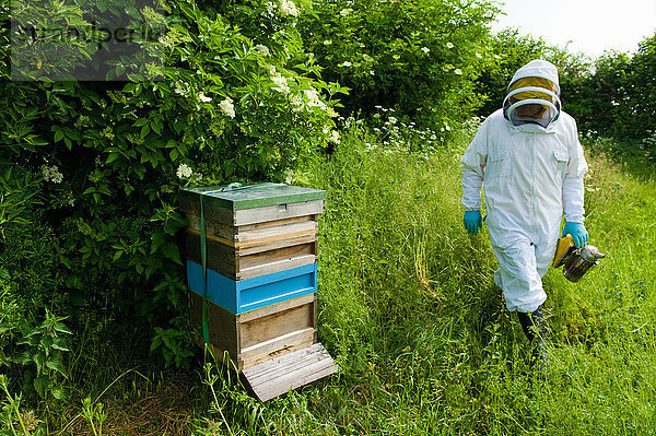 Imker mit Schutzkleidung nähert sich Bienenstock