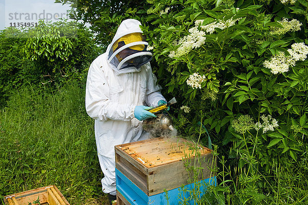 Imker in Schutzkleidung mit Bienenrauchraucher im Bienenstock