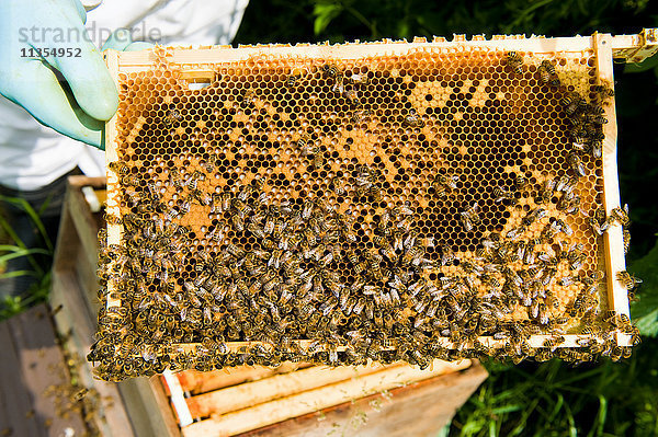 Schrägansicht eines Imkers bei der Kontrolle des Bienenstocks