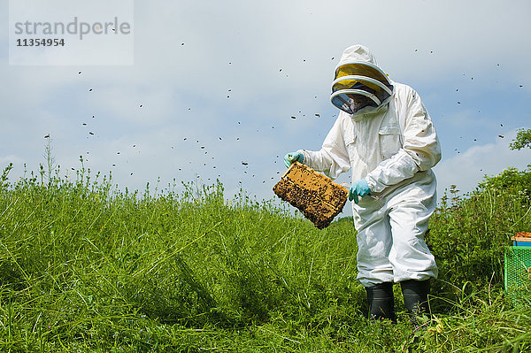 Imker in Schutzkleidung bei der Kontrolle des Bienenstocks