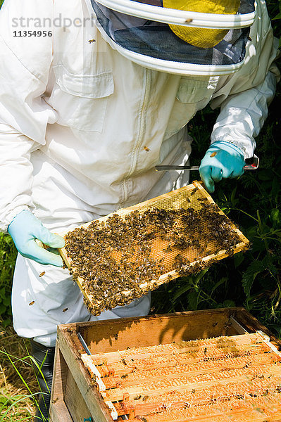 Imker in Schutzkleidung bei der Kontrolle des Bienenstocks