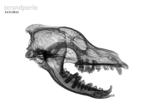 Seitenansicht-Röntgenaufnahme eines Wolfsschädels auf weißem Hintergrund