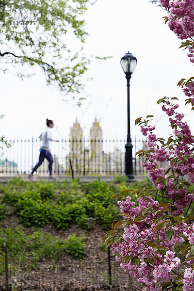 Läuferin läuft im Frühling im Central Park  New York  USA