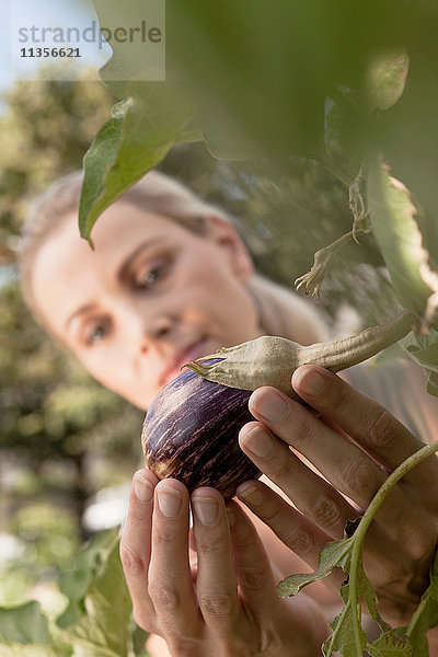 Reife Frau inspiziert Gemüse  das im Garten wächst  Nahaufnahme