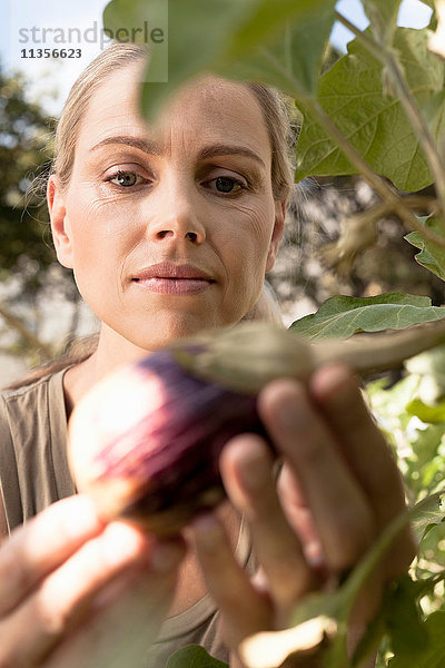 Reife Frau inspiziert Gemüse  das im Garten wächst  Nahaufnahme