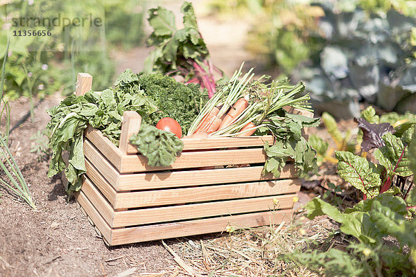 Kiste mit frischem Gemüse im Garten