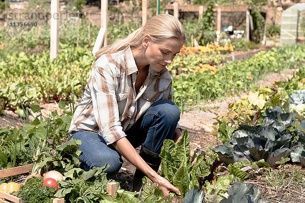 Reife Frau kümmert sich um Gemüse  das im Garten wächst
