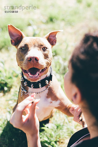 Über-die-Schulter-Porträt eines Pitbull-Terriers mit weiblicher Besitzerin