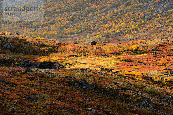 Herbstfarbiges Tal in der Nähe des Flusses Malaya Belaja  Khibiny-Gebirge  Kola-Halbinsel  Russland