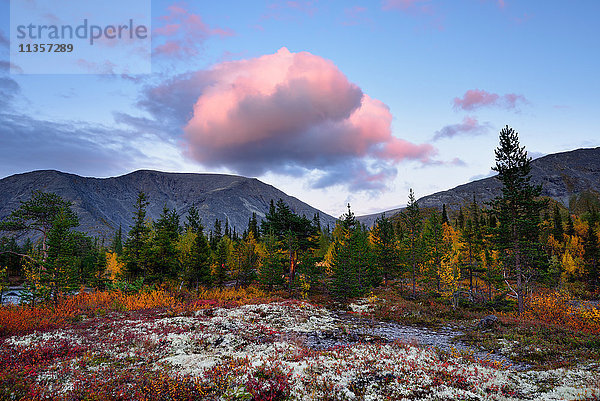 Herbstlich gefärbter Wald in der Nähe der Polygonalen Seen  Khibiny-Gebirge  Kola-Halbinsel  Russland