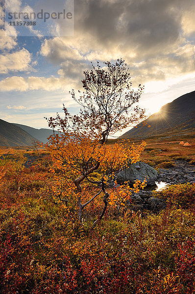 Baum- und Herbstfarben im Tal des Malaya-Belaja-Flusses  Khibiny-Gebirge  Kola-Halbinsel  Russland