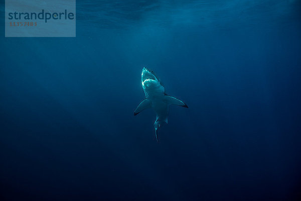 Der Weiße Hai (Carcharodon Carcharias) schwimmt nahe der Meeresoberfläche