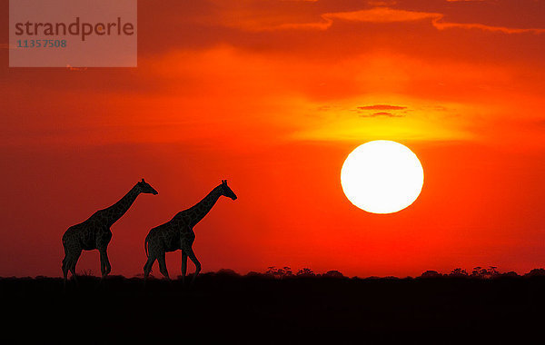 Giraffen bei Sonnenuntergang  Etoscha-Nationalpark  Namibia