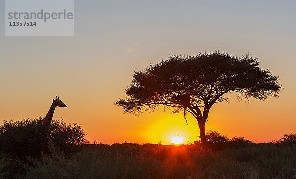 Giraffe  Einsame Akazie bei Sonnenuntergang  Etoscha-Nationalpark  Namibia