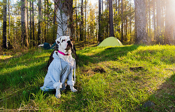 Porträt einer Bulldogge im Wald mit Kapuze  Russland