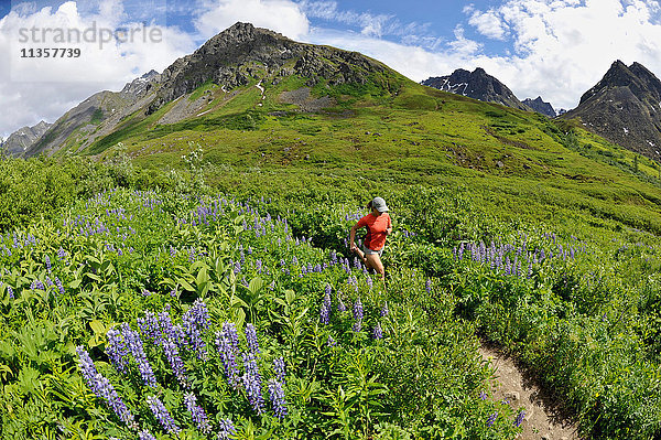 Frau leitet den Gold Mint Trail zwischen Berglupinen  Talkeetna Mountains in der Nähe des Hatcher Passes  Alaska  USA