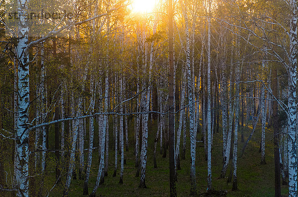 Sonnenuntergang über Wald