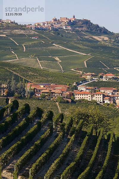 Weinberge  Barolo  Langhe  Piemont  Italien