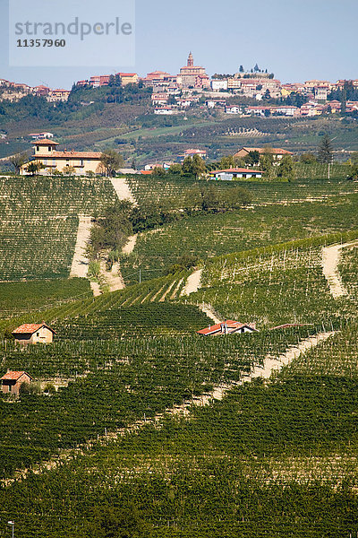 Weinberge  Nebbiolo  Langhe  Piemont  Italien