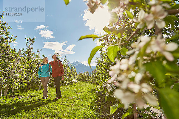 Ausgewachsenes Paar wandert durch Feld  Meran  Südtirol  Italien