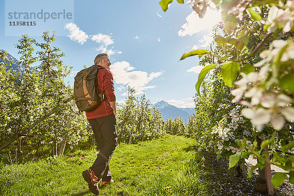 Erwachsener Mann wandert durchs Feld  Rückansicht  Meran  Südtirol  Italien