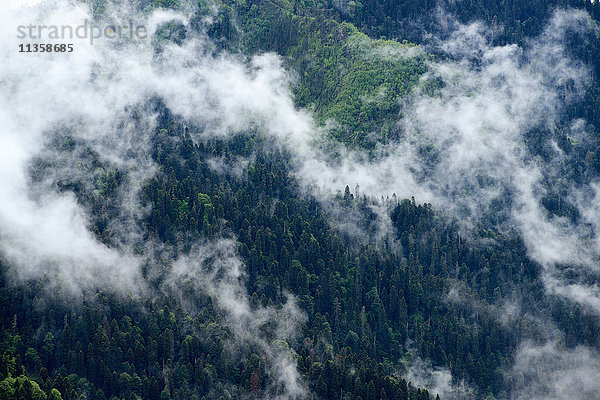 Hochwinkelansicht eines Nebelwaldes  Naturpark Bolshoy Thach (Big Thach)  Kaukasische Berge  Republik Adygien  Russland