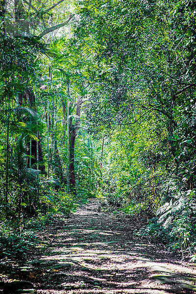 Tijuca-Wald  Atlantischer Wald  Rio de Janeiro  Brasilien