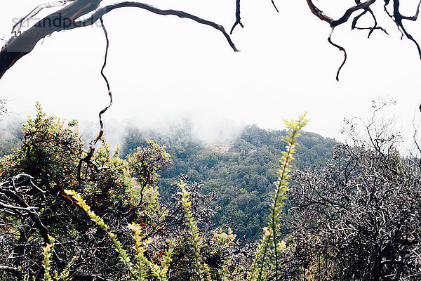Landschaft mit Baumästen und Nebelwald  Big Sur  Kalifornien  USA