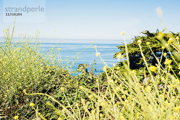 Nahaufnahme von grünen Wildblumen vor dem blauen Meer  Big Sur  Kalifornien  USA