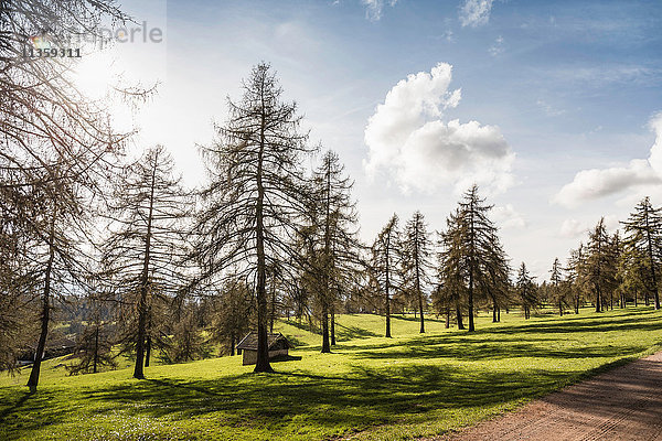 Tannenbäume auf Gras  Jenesien  Südtirol  Italien