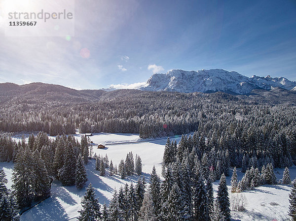 Tannen auf verschneiter Landschaft  Elmau  Bayern  Deutschland