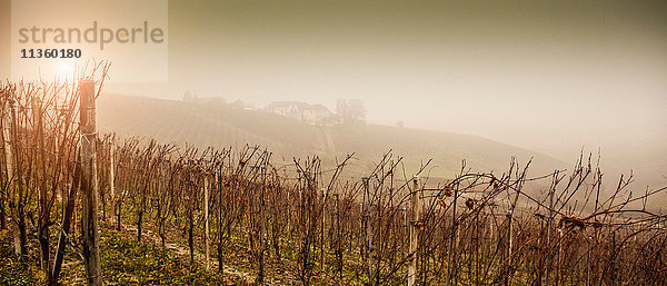 Panoramablick auf Reben und Weinberge im Nebel  Weinregion Barolo  Langhe  Piemont. Italien