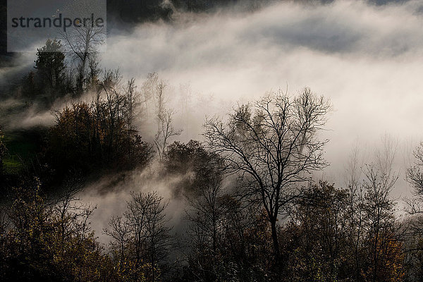 Nebelräumung von silhouettierten kahlen Bäumen  Langhe  Piemont. Italien