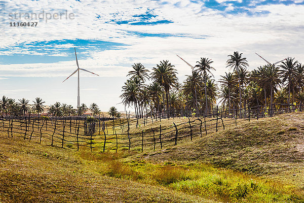 Windturbinen in tropischer Landschaft  Taiba  Ceara  Brasilien