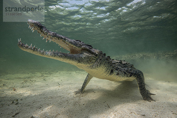 Territoriales amerikanisches Krokodil (Crocodylus acutus) auf dem Meeresboden  Chinchorro Banks  Mexiko