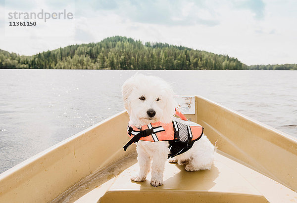 Porträt eines coton de tulear Hundes mit Schwimmweste auf einem Boot sitzend  Orivesi  Finnland