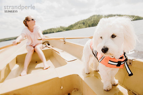 Coton de tulear Hund mit Frau beim Rudern im Boot  Orivesi  Finnland