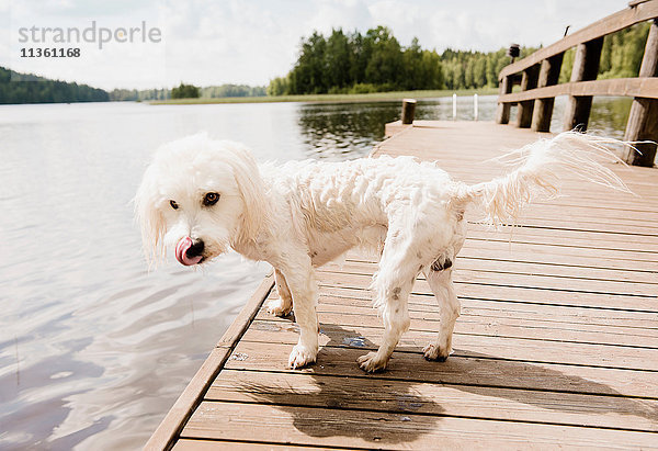 Porträt eines nassen coton de tulear Hundes am Seepier  Orivesi  Finnland
