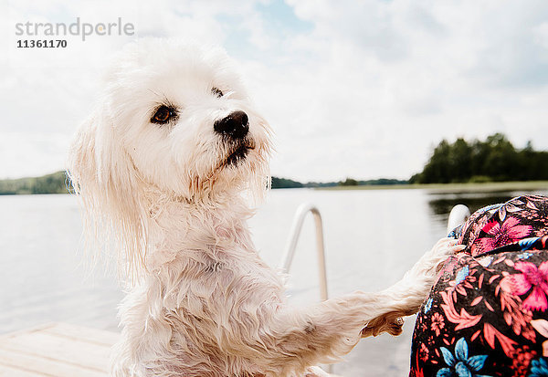 Coton de tulear Hund auf Hinterbeinen nach dem Schwimmen  Orivesi  Finnland