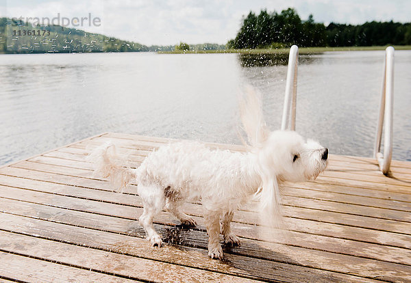 Nasser coton de tulear Hund  der nach dem Schwimmen am Pier zittert  Orivesi  Finnland