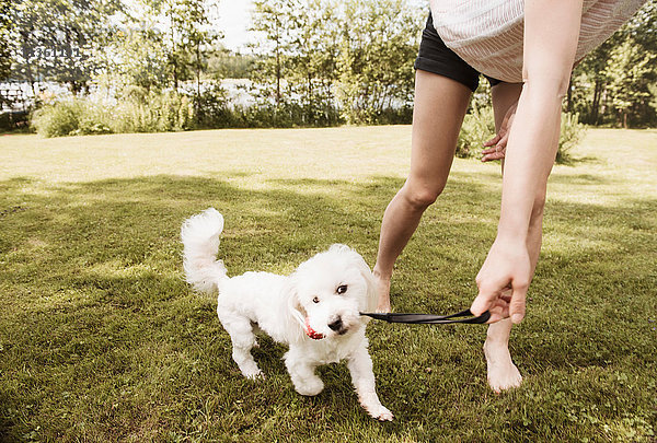Frau spielt auf Gartenrasen mit coton de tulear Hund  Orivesi  Finnland
