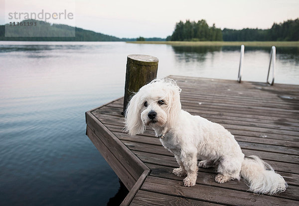 Porträt eines niedlichen coton de tulear Hundes am windigen Seepier sitzend  Orivesi  Finnland