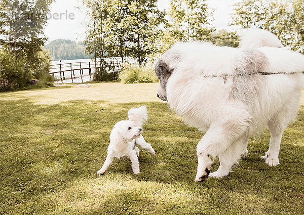 Coton de tulear Hund und grosser Pyrenäenhund beim Spielen im Garten  Orivesi  Finnland
