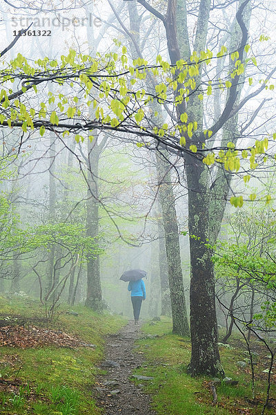 Rückansicht einer Frau mit Regenschirm beim Spaziergang im Shenandoah-Nationalpark  Virginia  USA