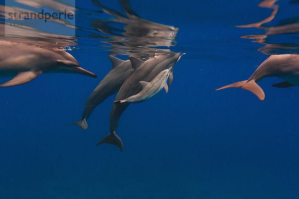 Im Meer schwimmende Delfine