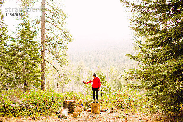 Frau steht auf Baumstumpf-Trainingshund  Sequoia-Nationalpark  Kalifornien  USA