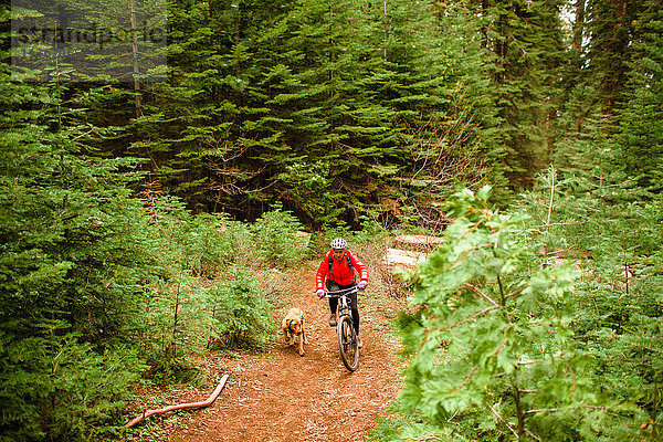 Haushund läuft neben Radfahrer  Sequoia-Nationalpark  Kalifornien  USA