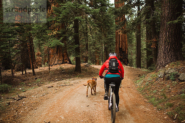 Haushund läuft neben Radfahrer  Sequoia-Nationalpark  Kalifornien  USA