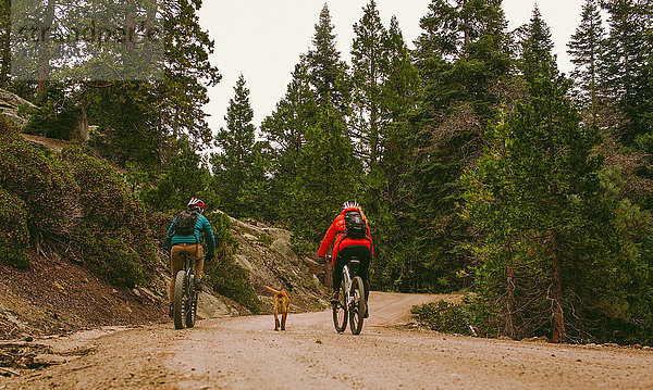 Haushund läuft neben Radfahrern  Sequoia-Nationalpark  Kalifornien  USA